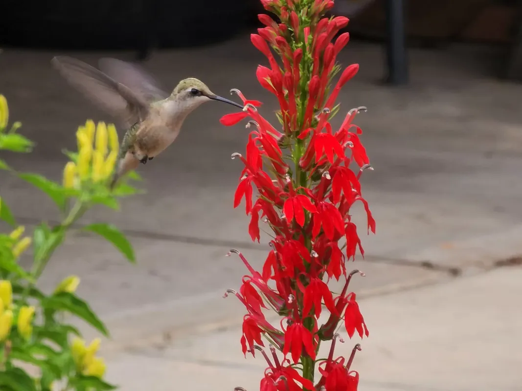 how-to-grow-cardinal-flower-from-seed-hummingbird-magnet