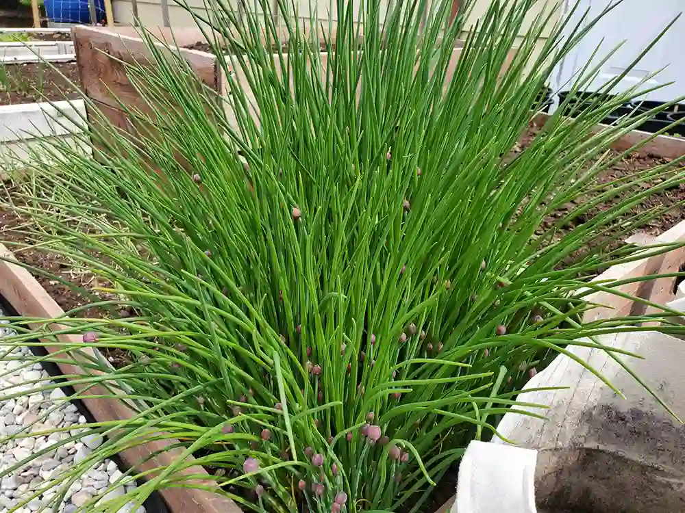 how-to-grow-chives