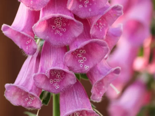 how-to-grow-foxglove-from-seed