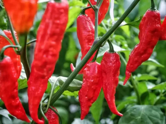 how-to-grow-ghost-peppers-bhut-jolokia