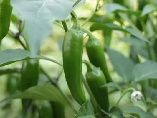 how-to-grow-jalapeno-peppers