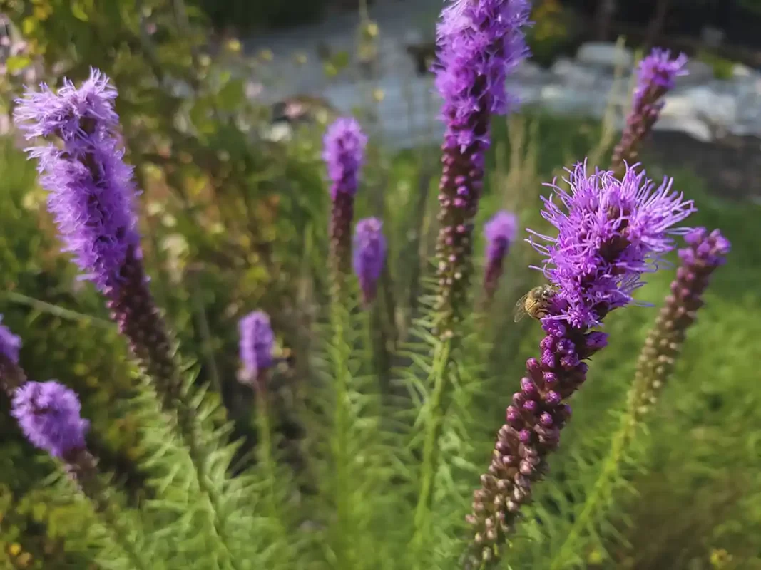 how-to-grow-liatris-from-seed-collecting