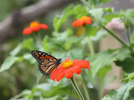 how-to-grow-mexican-sunflower-monarch-butterfly