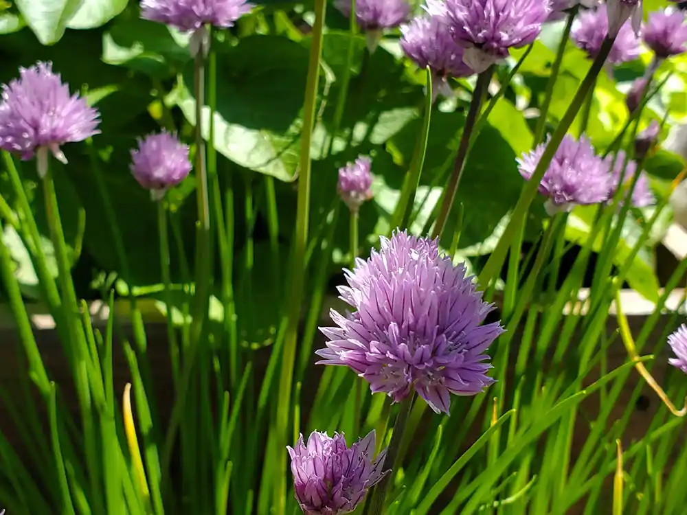 how-to-grow-onion-chives-flowering