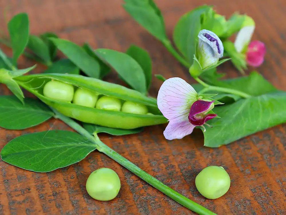 how-to-grow-peas-from-seed