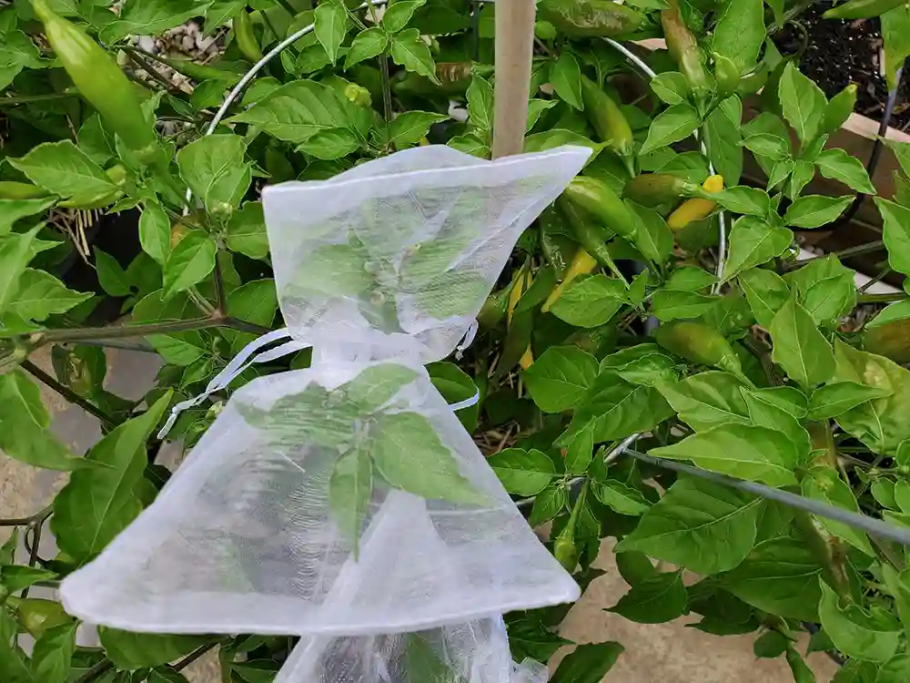 how to isolate peppers for seed saving