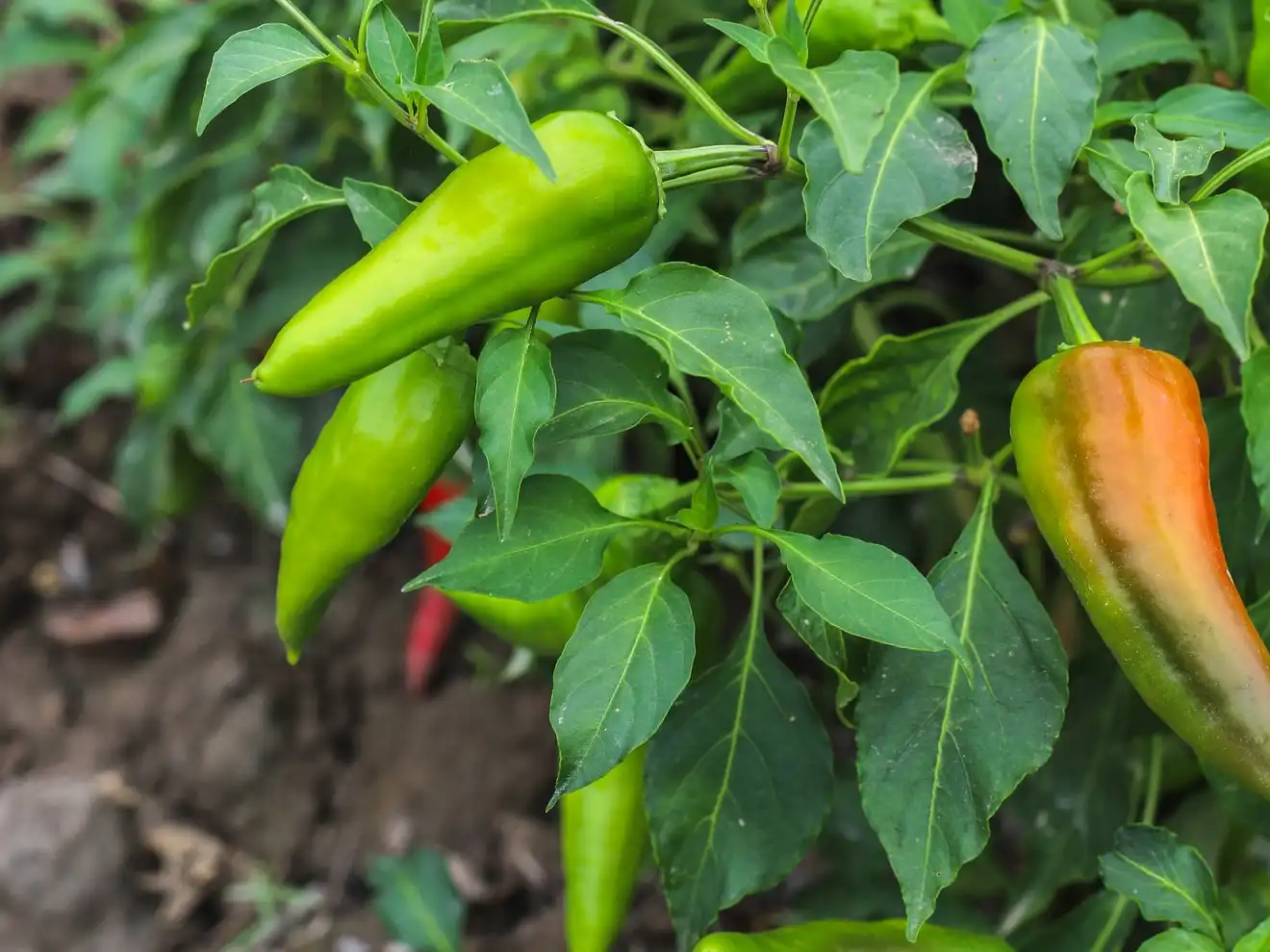 Pepper Plant Watering Guide: Tips for Perfectly Hydrated Peppers