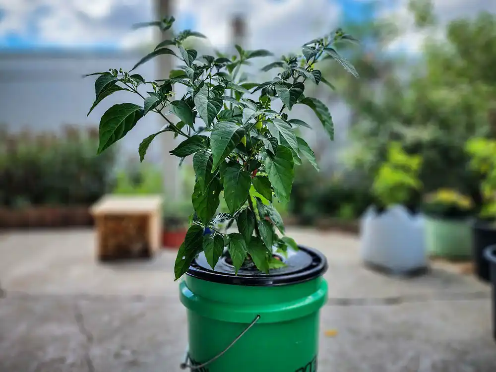 hydroponic-peppers-using-kratky-method