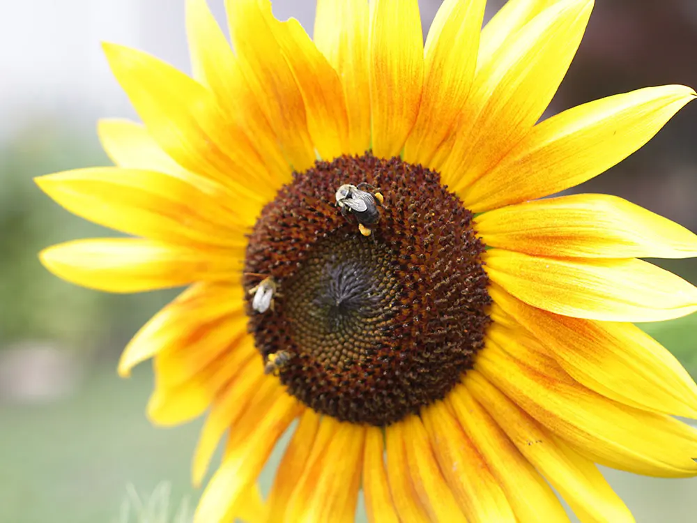 The Importance Of Pollinators The World Buzzing Around Us Peace Love Garden 3369