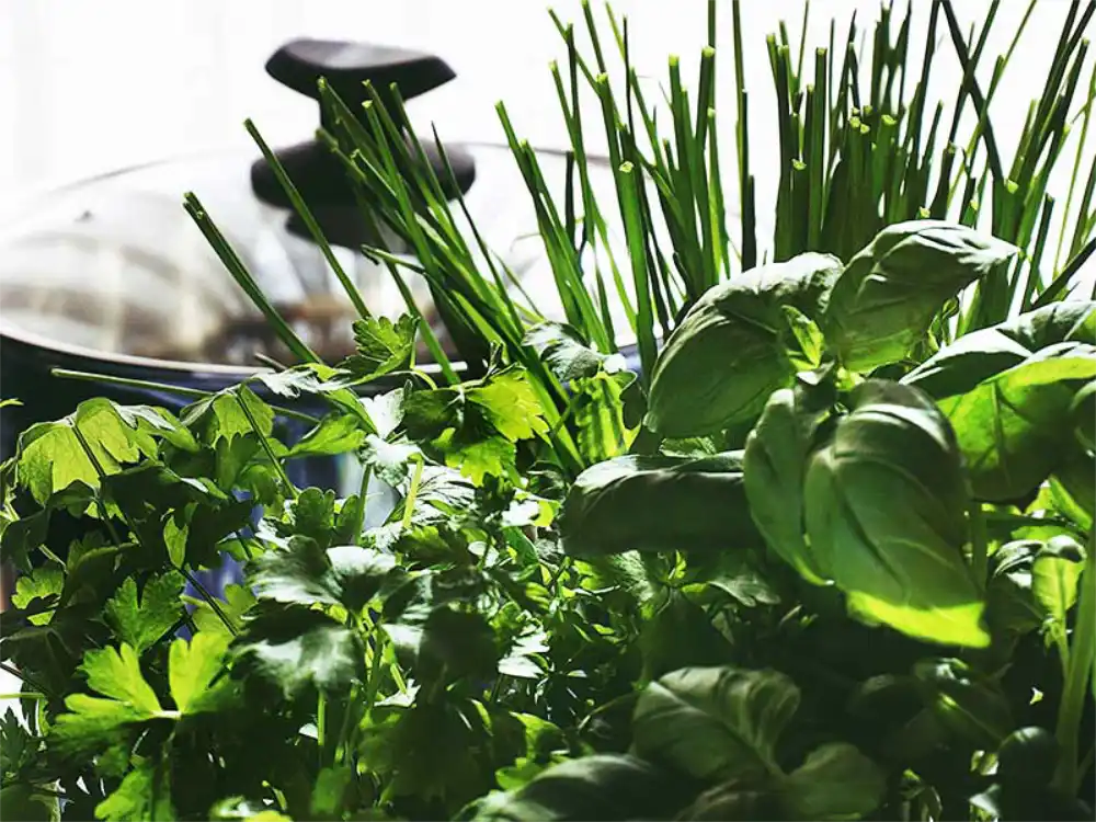 indoor-herb-garden-in-kitchen