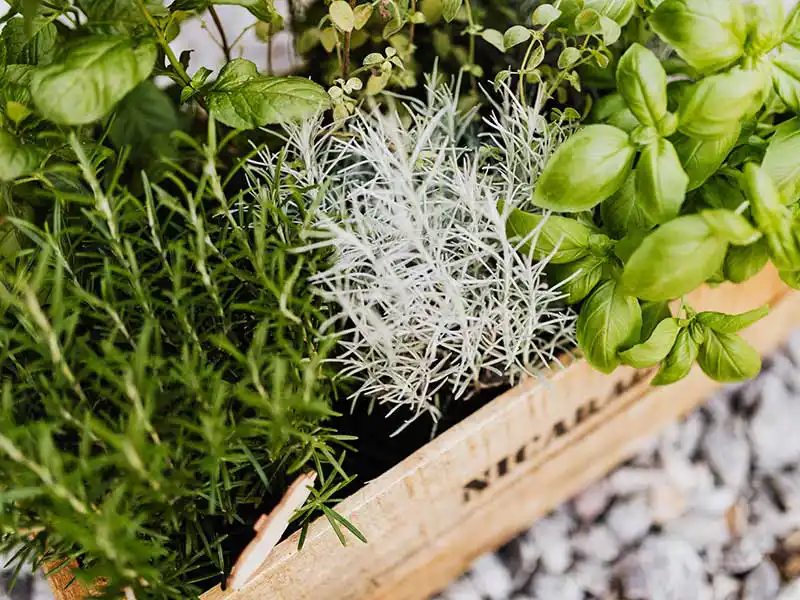 indoor-herb-garden