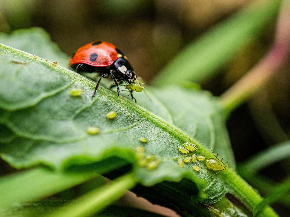 ladybug-eating-aphids