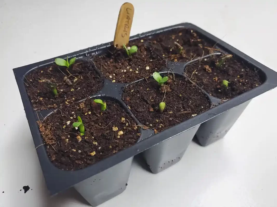 liatris-seedlings-sprouting-cotyledons