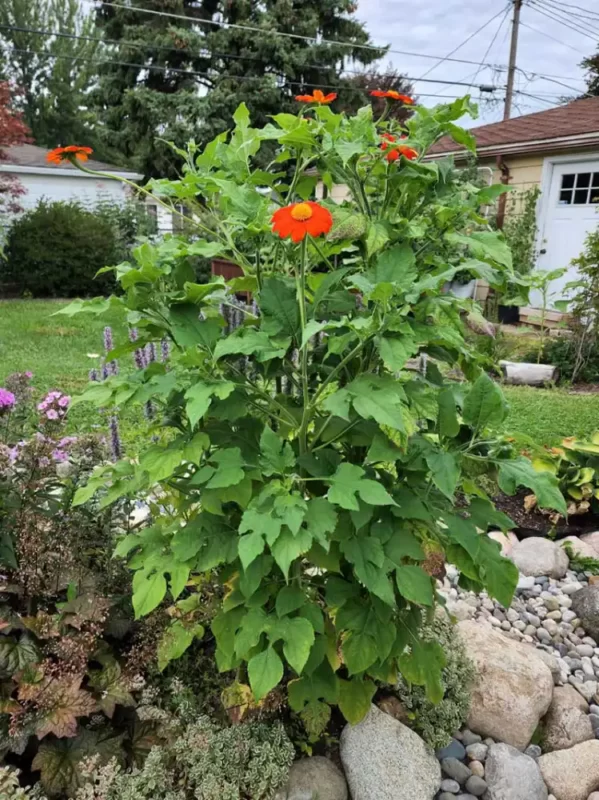 mature-mexican-sunflower-plant