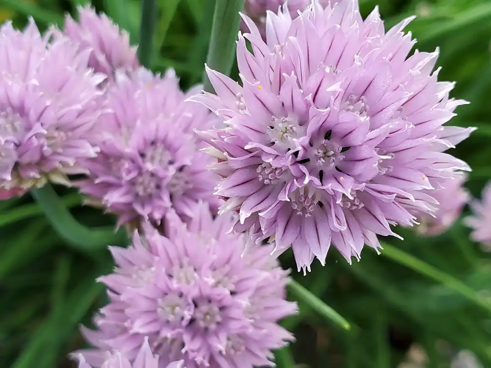 onion-chive-flowers