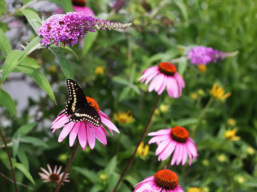 plants-that-attract-pollinators