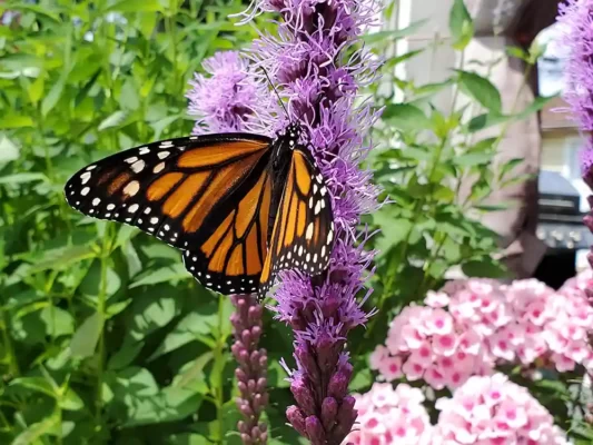 pollinator-friendly-pest-control