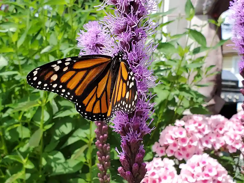 pollinator-friendly-pest-control