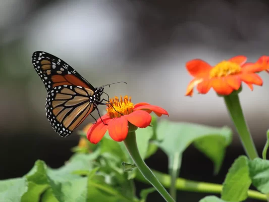 pollinator-garden-design-ideas