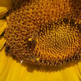 pollinators-love-sunflowers