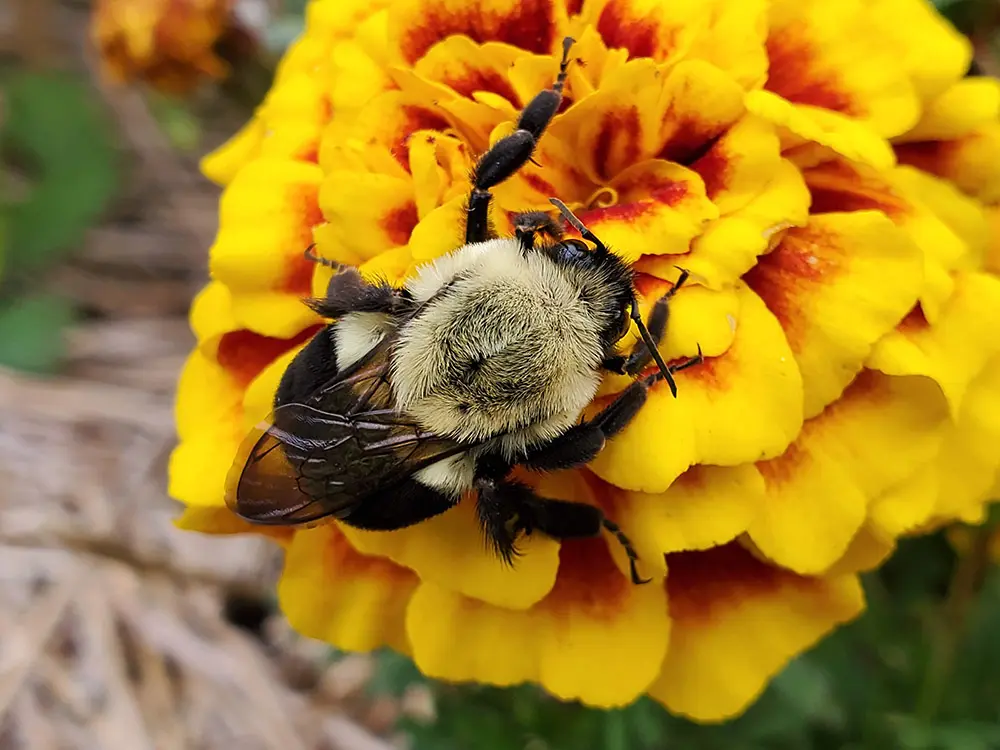 seasonal-considerations-for-pollinator-gardens