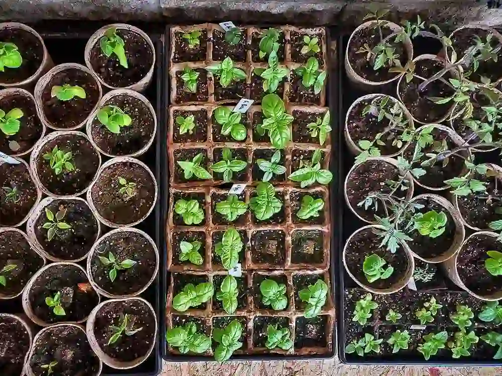 the-best-seed-starting-mixes-seedlings