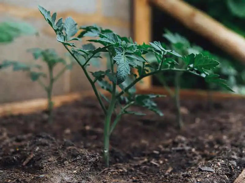 tomato-garden-soil