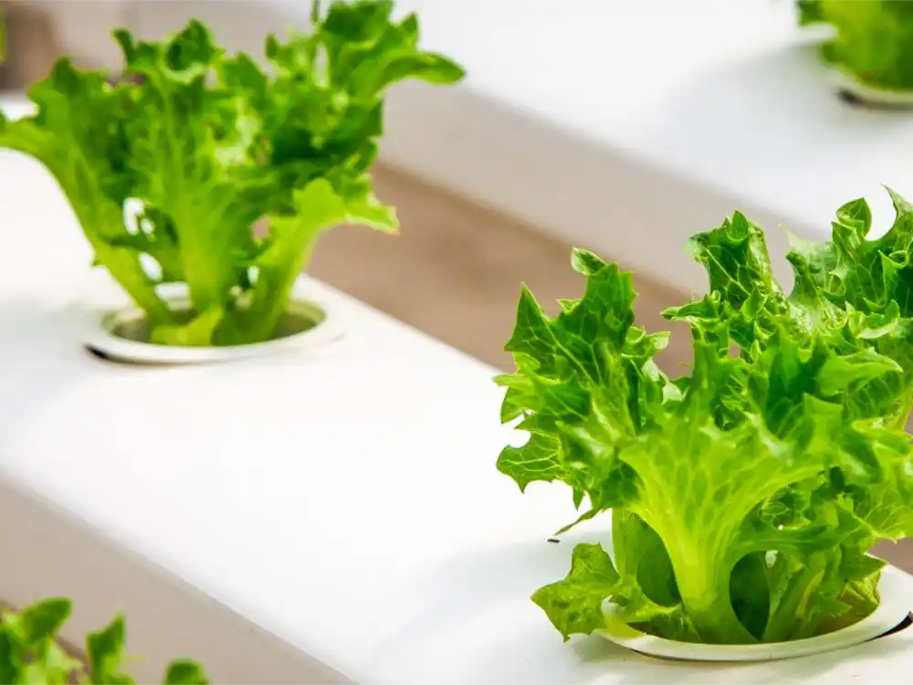 what-are-the-best-hydroponic-nutrients-for-vegetables