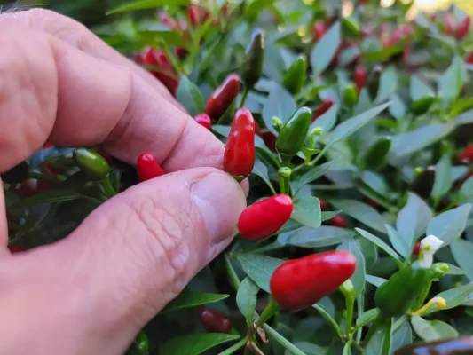 when to harvest bird's eye peppers