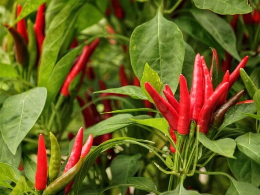 Can You Grow Hot Peppers Indoors