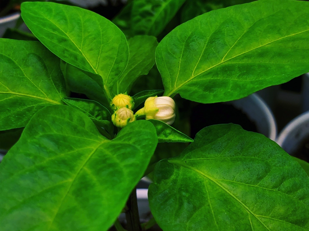 Do All Pepper Flowers Turn Into Peppers
