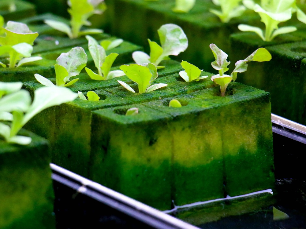 How to Start Hydroponic Seedlings Using Rockwool Cubes