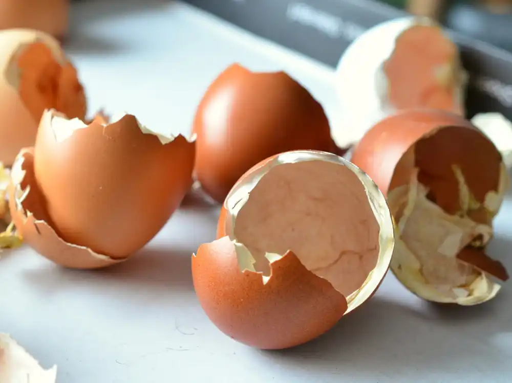 are eggshells good for pepper plants