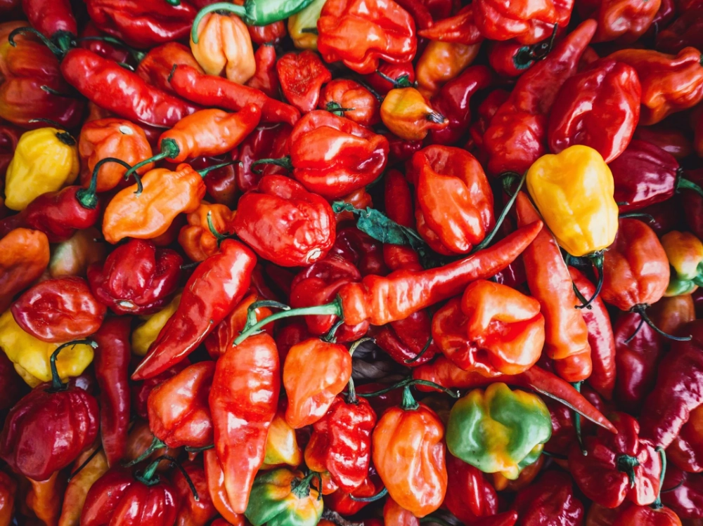 how-to-increase-hot-pepper-yield