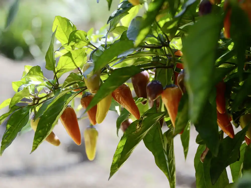 tips-for-preventing-leggy-pepper-plants