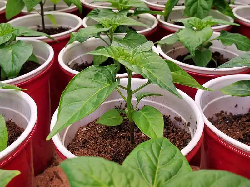 when-is-the-right-time-to-transplant-pepper-seedlings