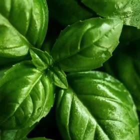why-do-basil-leaves-turn-yellow-causes-solutions